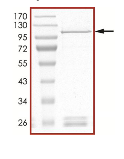 The purity of PRMT7 was determined to be >90% by densitometry. Approx. MW 110 kDa.